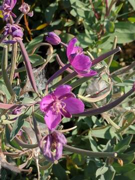 Image of dwarf fireweed