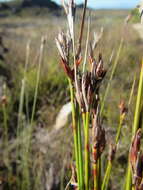 Image of Schoenus megacarpus T. L. Elliott & Muasya