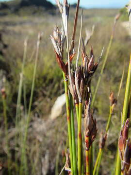 Image of Schoenus megacarpus T. L. Elliott & Muasya