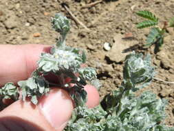 Image of bighead pygmycudweed