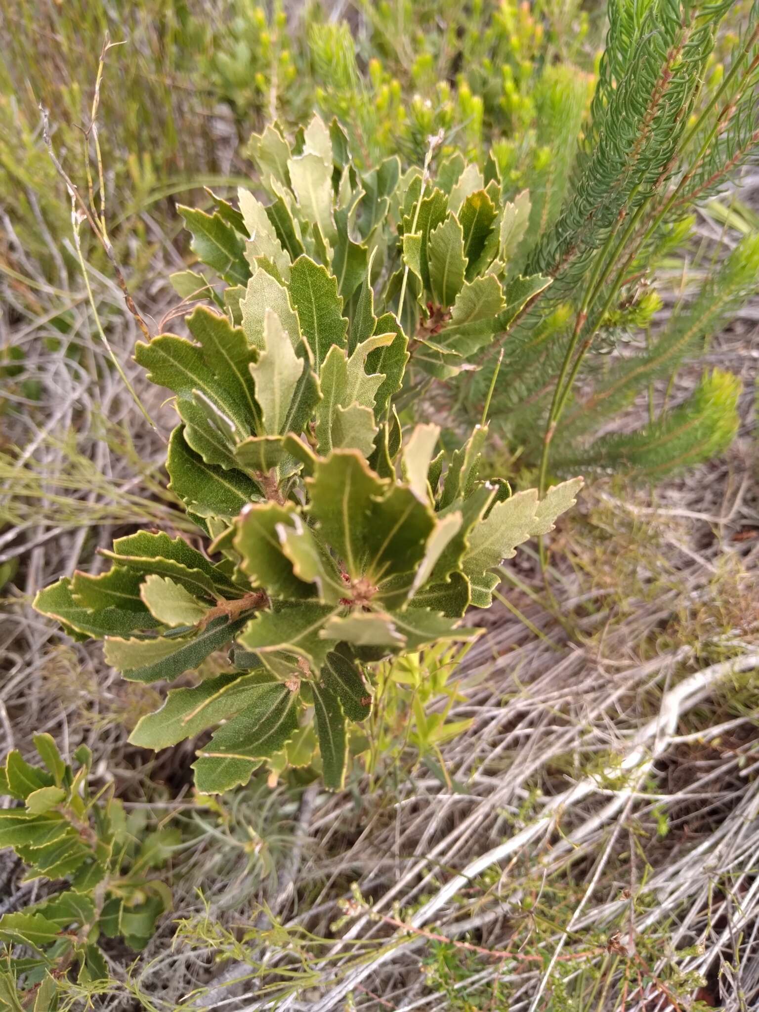 Image of Morella diversifolia (Adamson) D. J. B. Killick