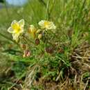 Imagem de Helianthemum sulphureum Willd.