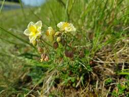 Image of Helianthemum sulphureum Willd.