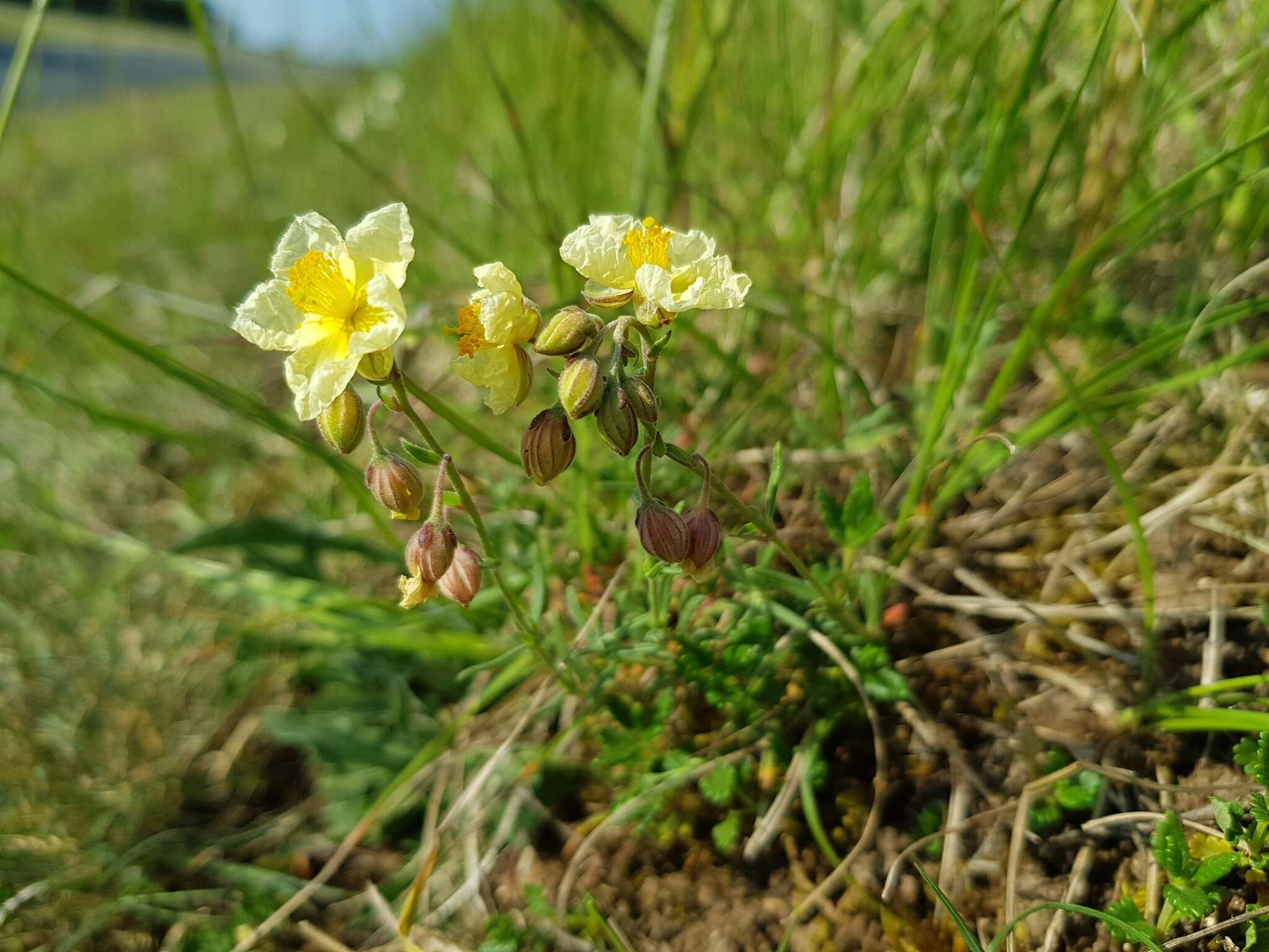 Image of Helianthemum sulphureum Willd.