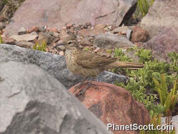 Image of Scale-throated Earthcreeper