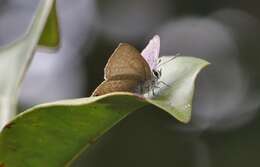 Imagem de Anthene lycaenoides (Felder 1860)