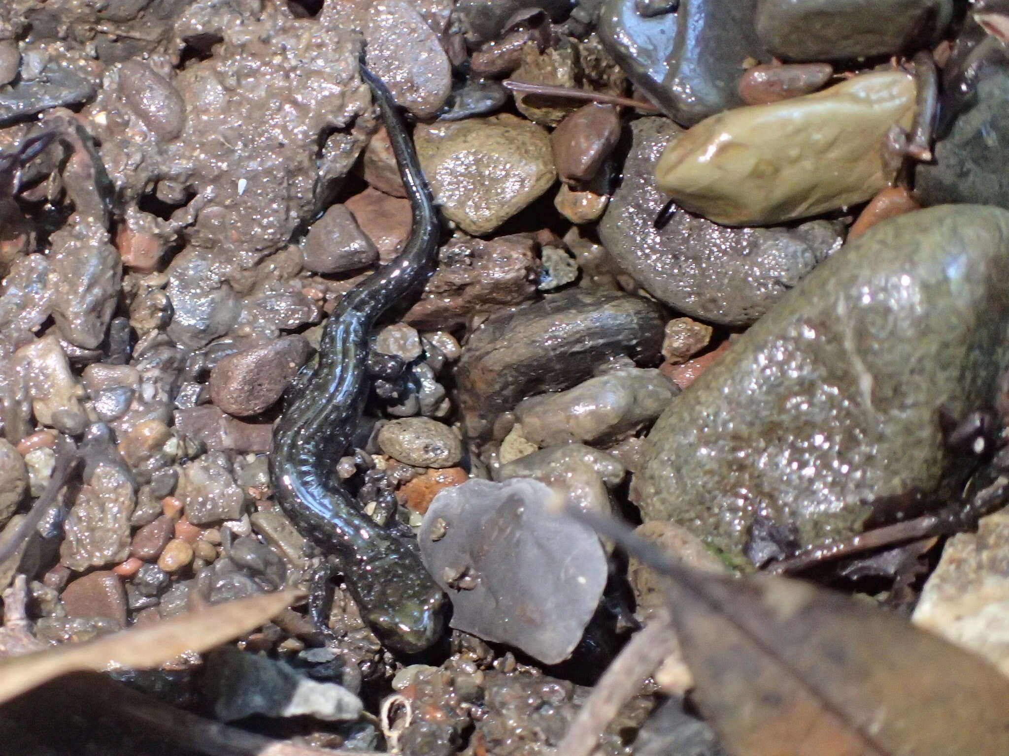 Image of Santa Cruz Black Salamander