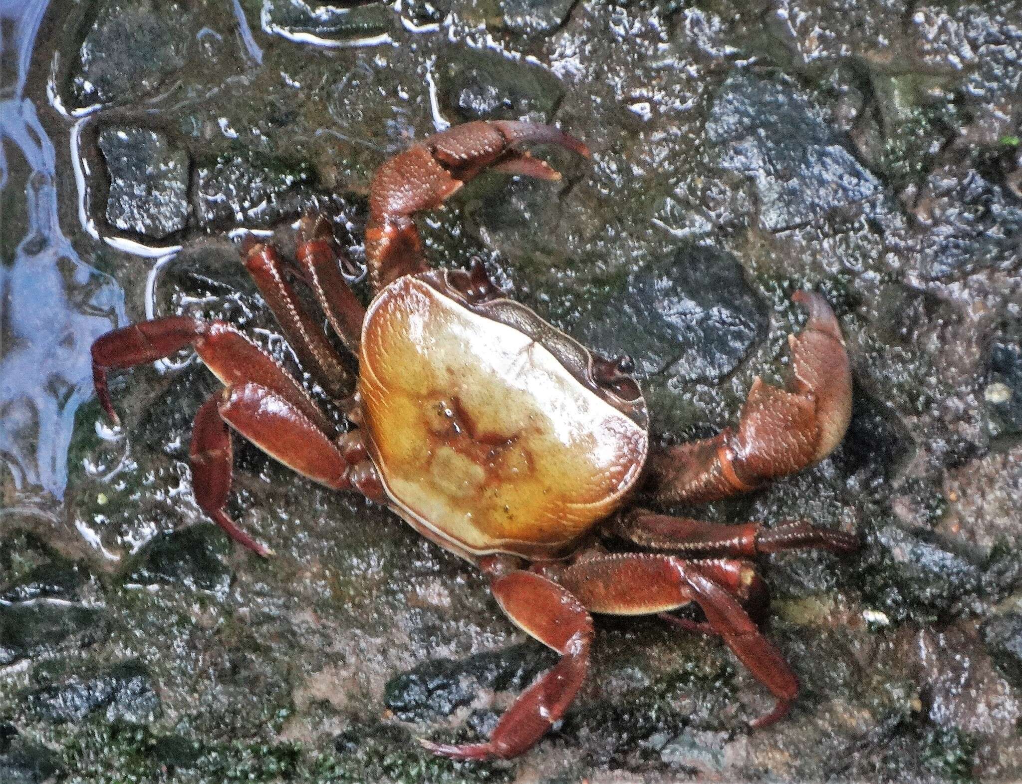 Image of Natal River Crab