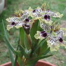 Image of <i>Ferraria densepunctulata</i>