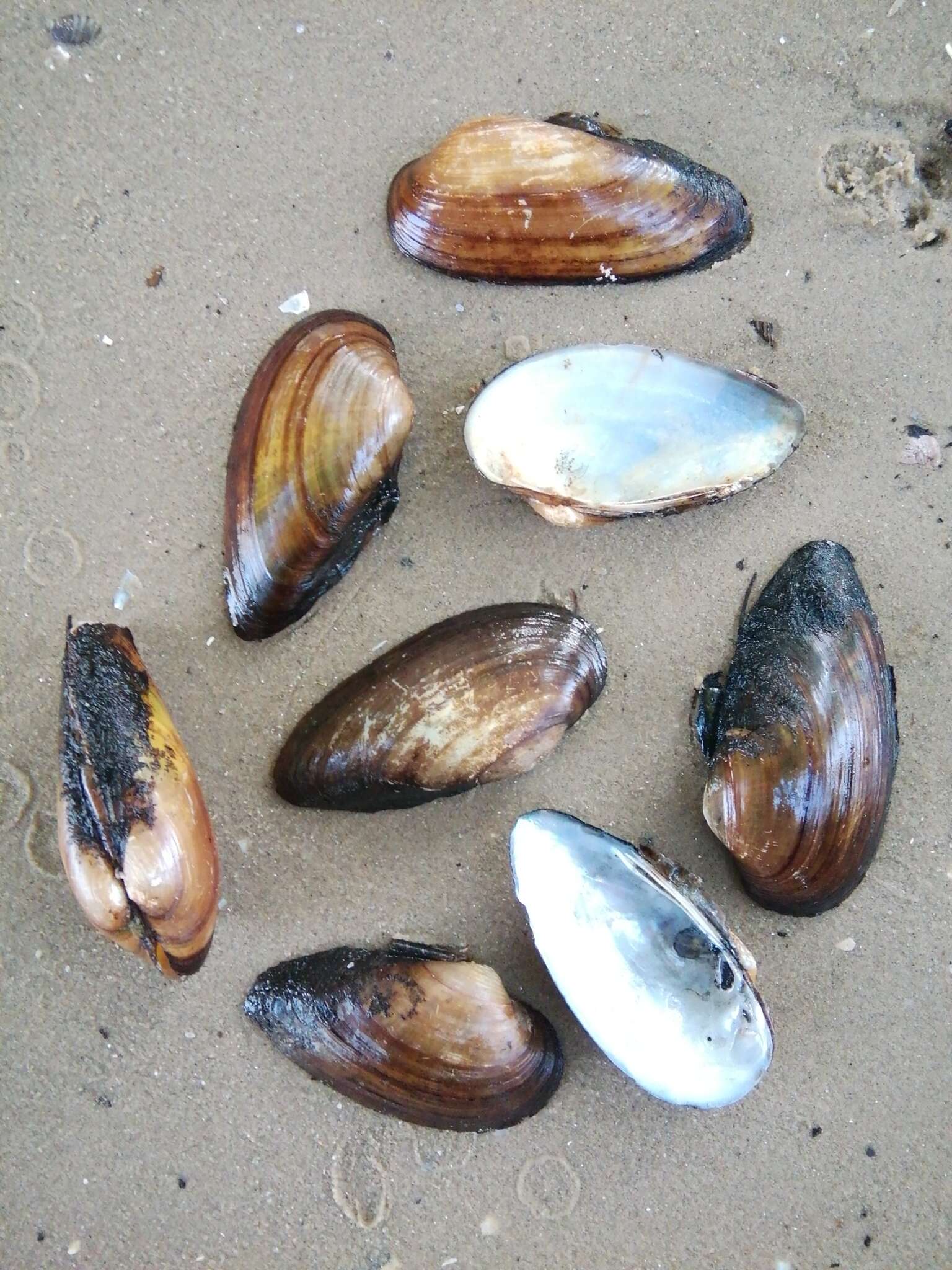 Image of Swollen River Mussel