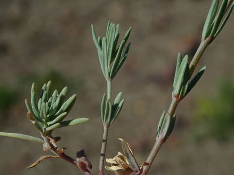 Image of Linaria simplex (Willd.) DC.