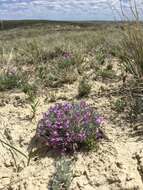 Image of Barr's milkvetch