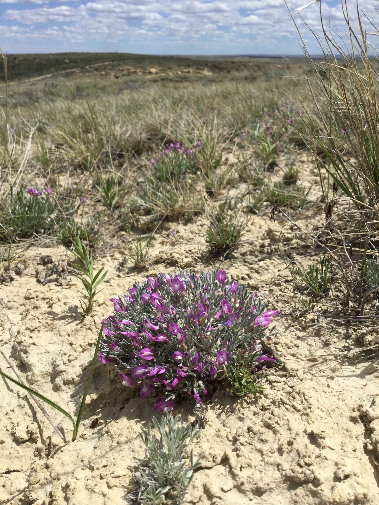 Image of Barr's milkvetch