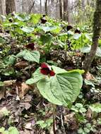 Imagem de Trillium sulcatum T. S. Patrick