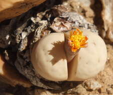 Imagem de Lithops ruschiorum (Dinter & Schwant.) N. E. Br.