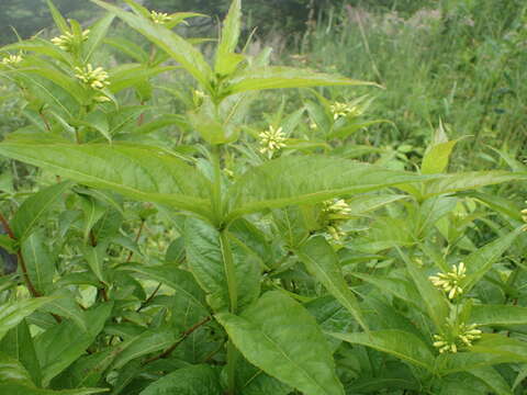 Image de Diervilla sessilifolia Buckl.