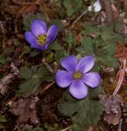 Слика од Anemonastrum obtusilobum (D. Don) Mosyakin