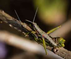 صورة Neorthacris simulans (Bolívar & I. 1902)