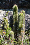 Echinopsis schickendantzii F. A. C. Weber resmi