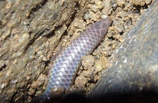 Image of Schneider's Earth Snake