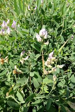 Lathyrus incurvus (Roth) Willd. resmi