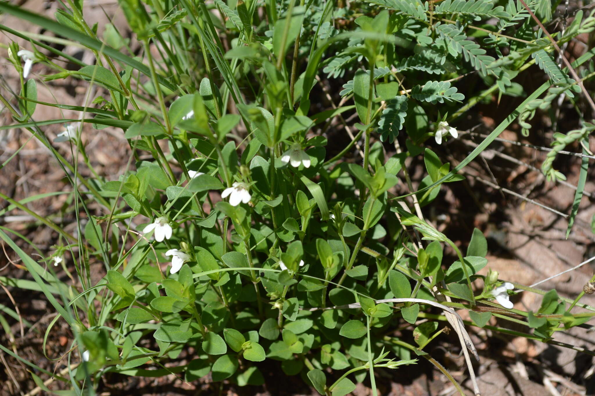 Image of Justicia anagalloides (Nees) T. Anders.