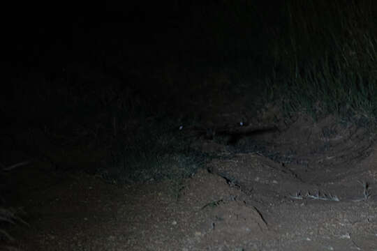 Image of Dusky Nightjar