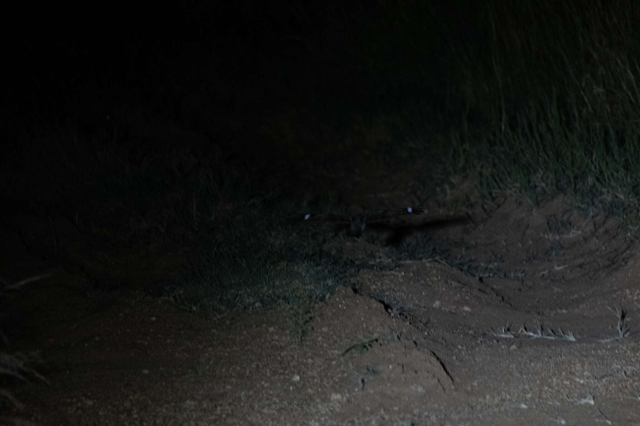 Image of Dusky Nightjar