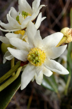Image of <i>Drimys granadensis</i> L. fil.