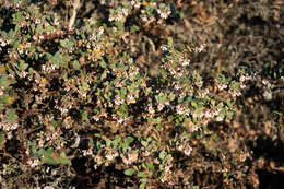 Image of Pajaro manzanita