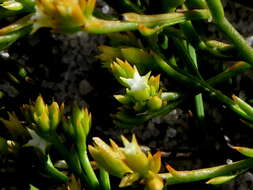 Image of Thesium acuminatum A. W. Hill