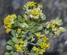 Sivun Alyssum montanum subsp. montanum kuva