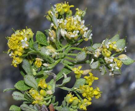 Imagem de Alyssum montanum subsp. montanum