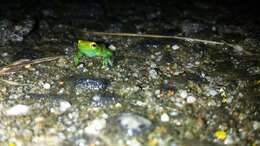 Image of Orinoco lime treefrog