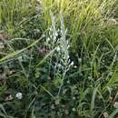 Image of Ornithogalum ponticum Zahar.