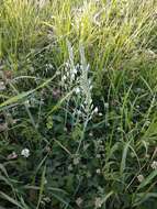 Image of Ornithogalum ponticum Zahar.