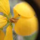 Senna chloroclada (Harms) H. S. Irwin & Barneby resmi