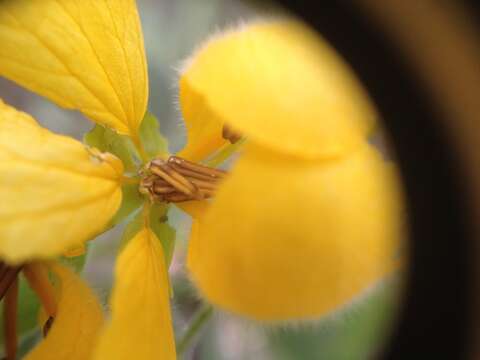 Senna chloroclada (Harms) H. S. Irwin & Barneby resmi