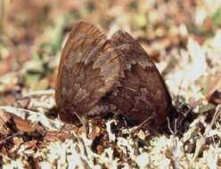 Image of Erebia anyuica Kurentzov 1966