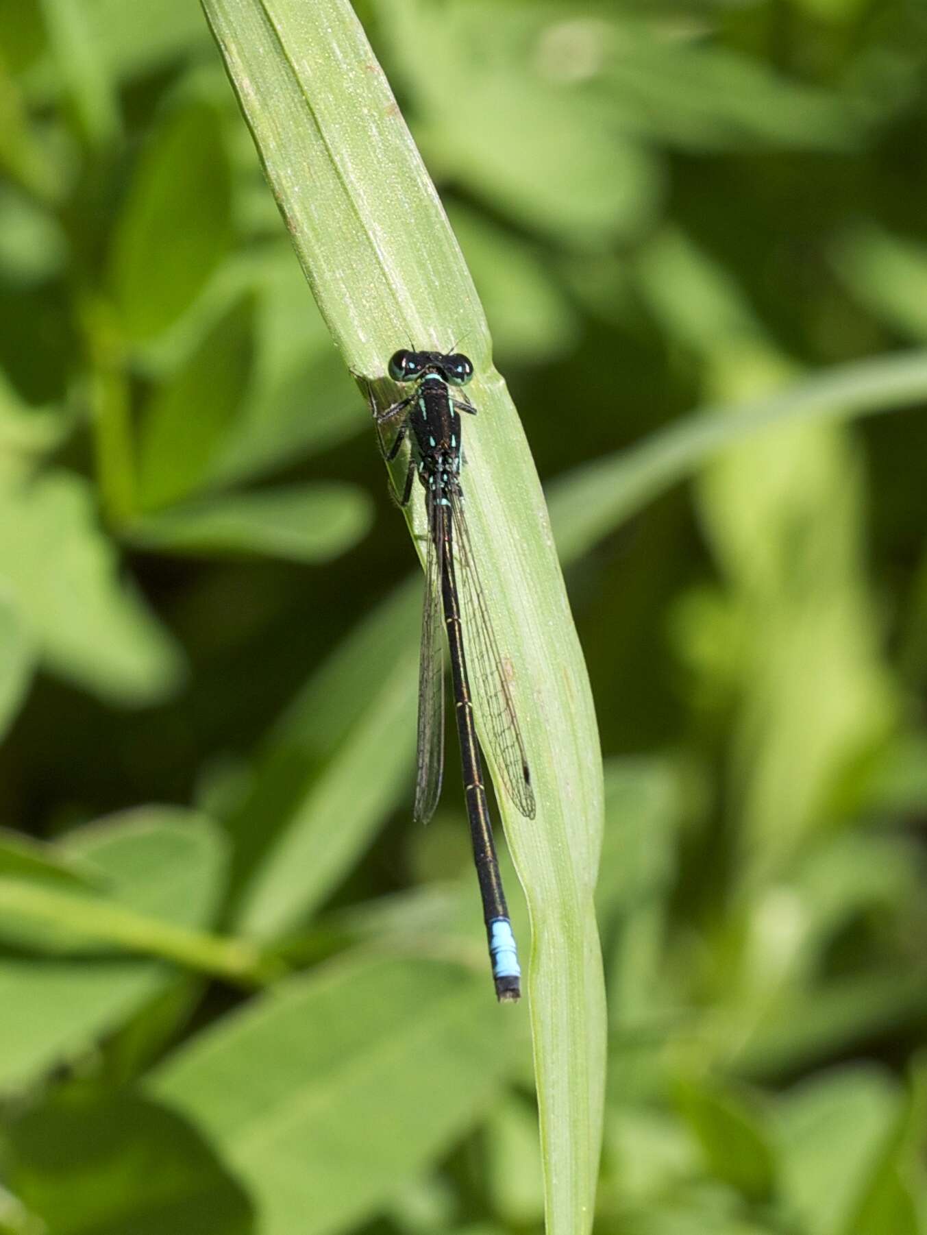 Image of Eastern Forktail