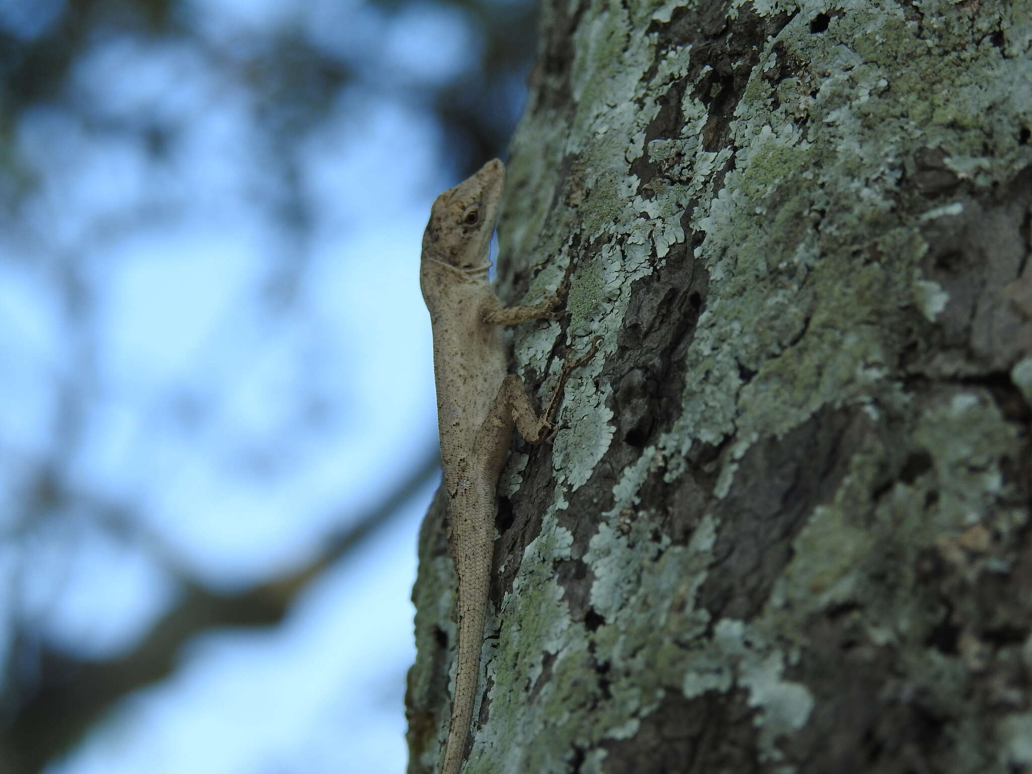 Image of Anolis sericeus Hallowell 1856