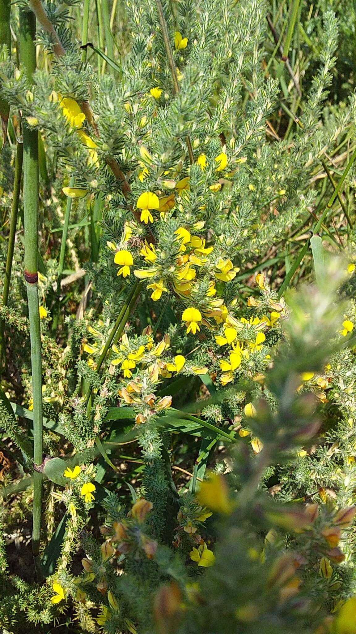 Image of Aspalathus flexuosa Thunb.