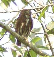 Image of Asian Barred Owlet