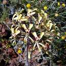 Image of Pelargonium moniliforme E. Mey.