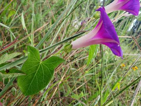 Image of Ipomoea emetica Choisy