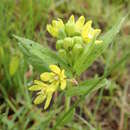 Image of Schizoglossum flavum Schltr.