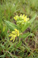 Image de Schizoglossum flavum Schltr.