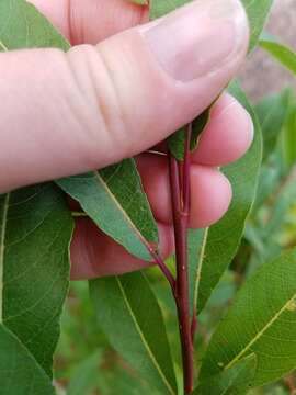 Image of bayberry willow