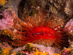 Image of Electric Flame Scallop