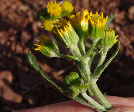 Image of threetooth ragwort